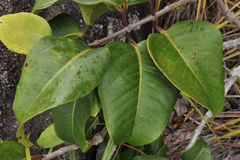 Syzygium wrightii. Foliage.