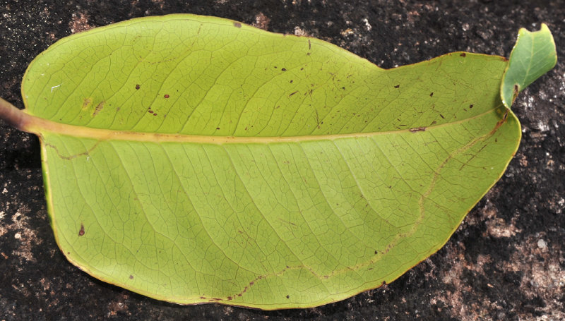 Syzygium wrightii. Underside leaf.