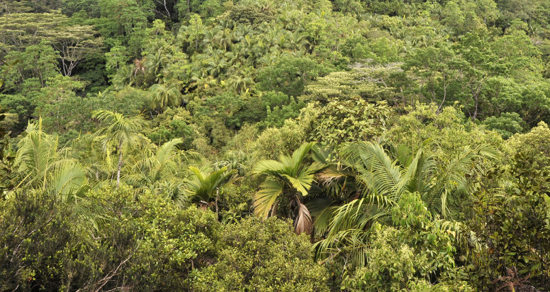 Vegetation at Bernica with.jpg