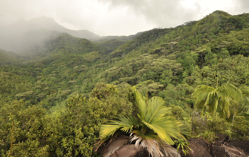 Vegetation at Bernica.