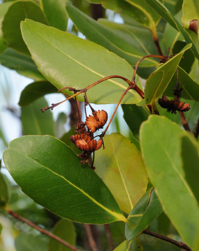 Medusagyne oppositifolia. Close-up.