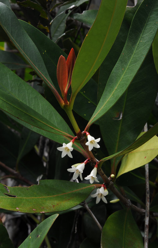 Paragenipa lancifolia. Closer.