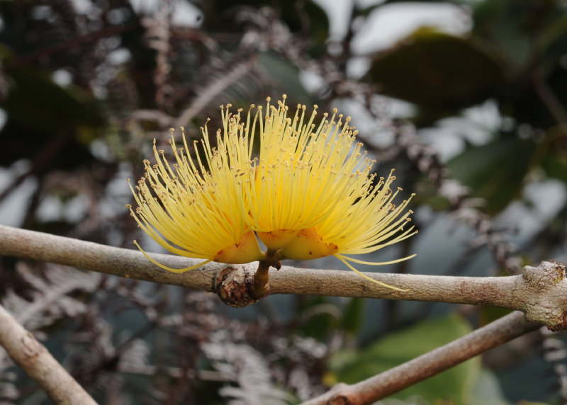 Syzygium wrightii. Closer.