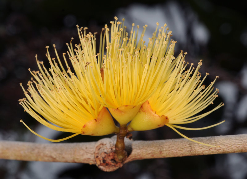 Syzygium wrightii. Close-up.
