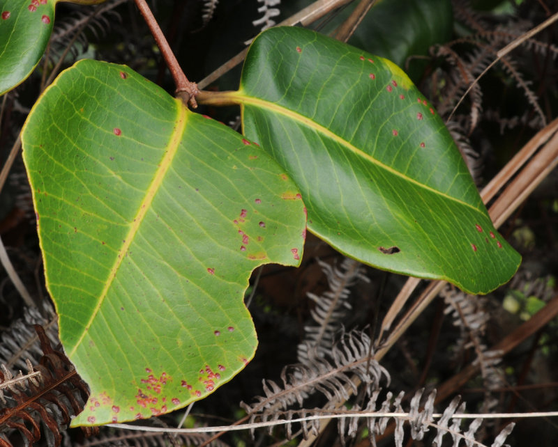 Syzygium wrightii. Foliage.
