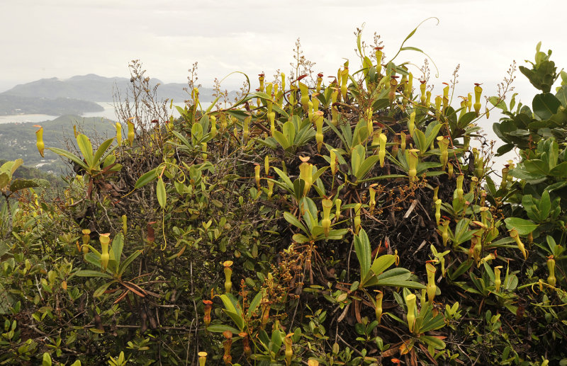 Nepenthes pervillei