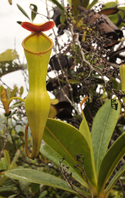 Nepenthes pervillei. Upper pitcher.