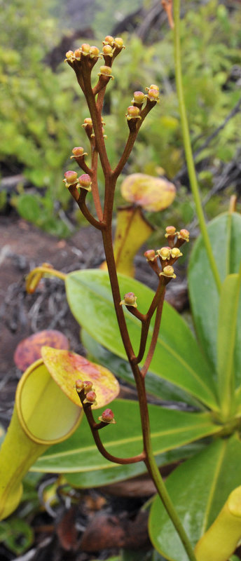 Nepenthes pervillei. Female inflorescense.