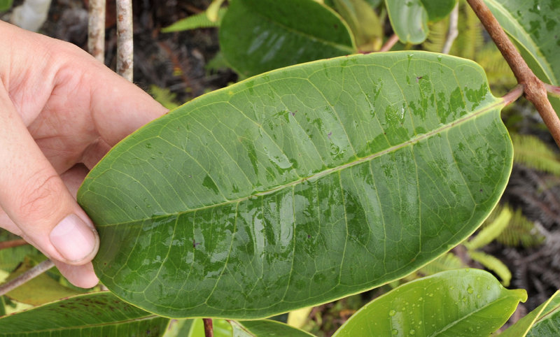 Syzygium wrightii. Odd variety. Leaf.