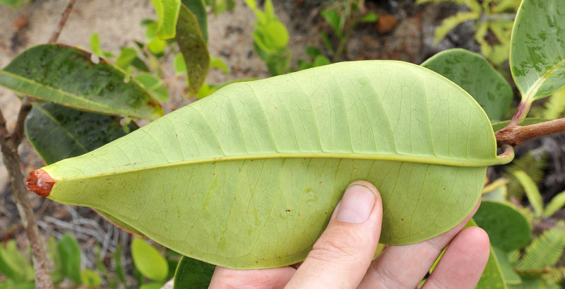 Syzygium wrightii. Odd variety. Underside leaf.