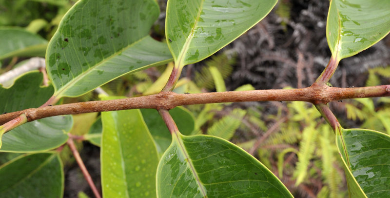 Syzygium wrightii. Odd variety. Petioles.