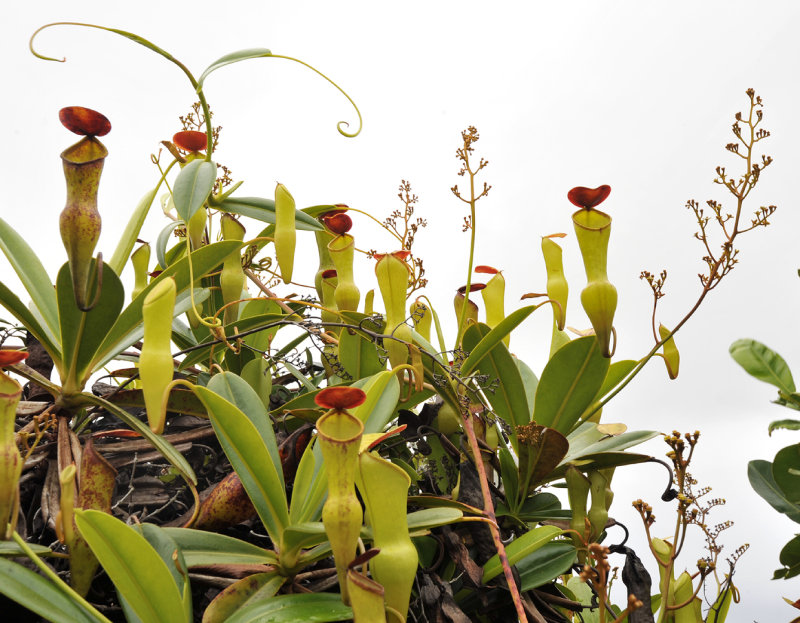 Nepenthes pervillei. Closer.