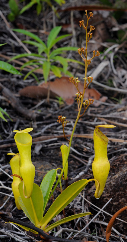 Nepenthes pervillei. Male rosette with spike.