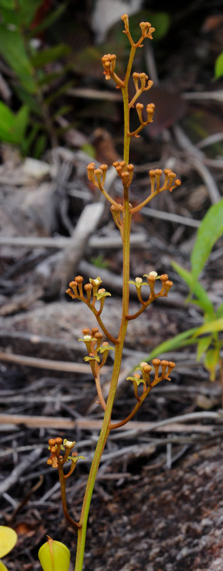 Nepenthes pervillei. Male inflorescense.