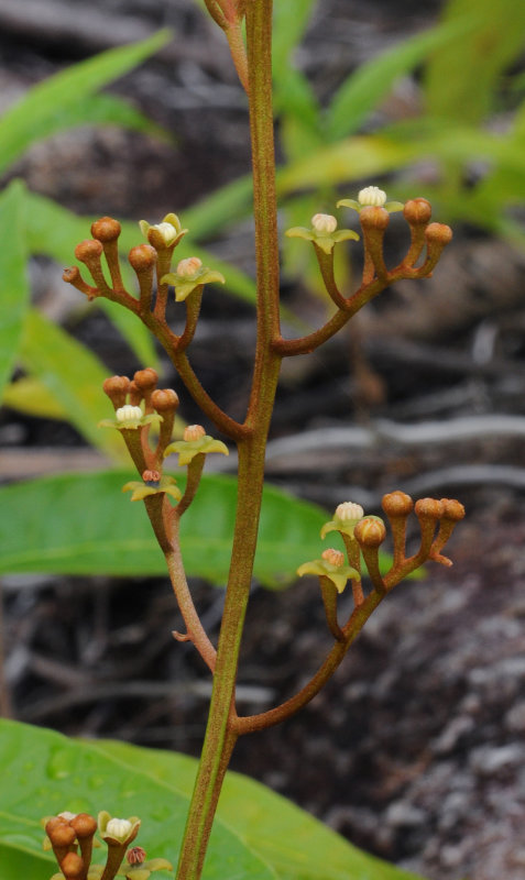Nepenthes pervillei. Male flowers.