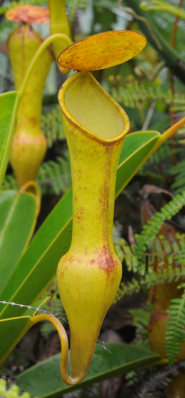 Nepenthes pervillei. Upper pitcher.