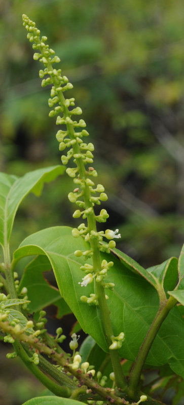 Allophyllus sechellensis. Closer.