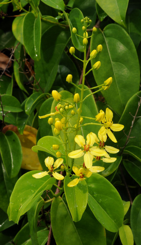 Tristellateia australasiae