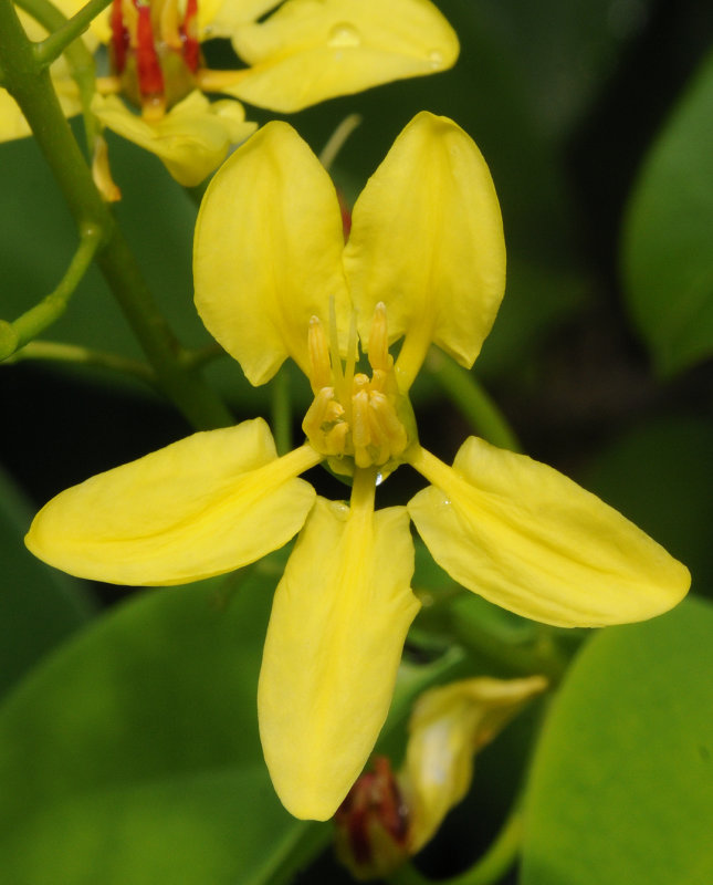 Tristellateia australasiae. Close-up.