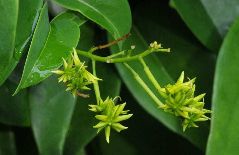 Tristellateia australasiae. Fruits.