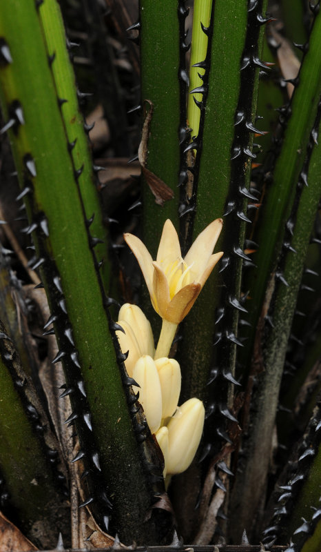Curculigo seychellensis. Close-up.jpg