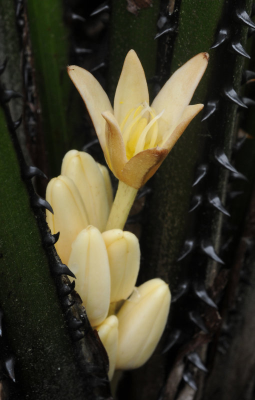 Curculigo seychellensis. Close-up. 2.jpg