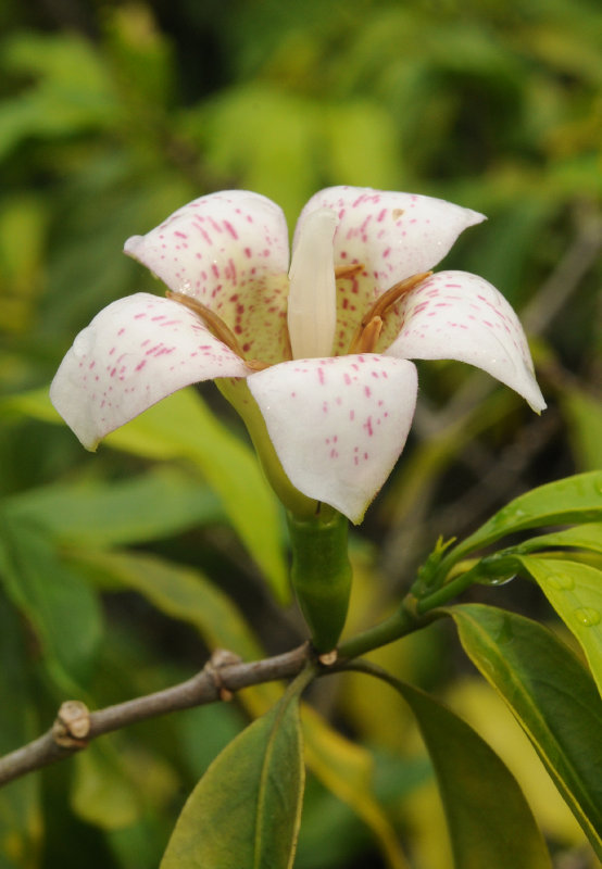 Rothmannia annae. Close-up.