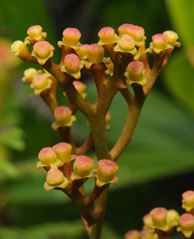 Nepenthes pervillei. Female flowers.jpg