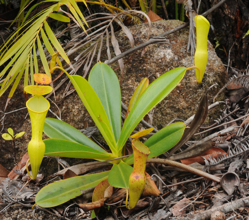 Nepenthes pervillei.jpg