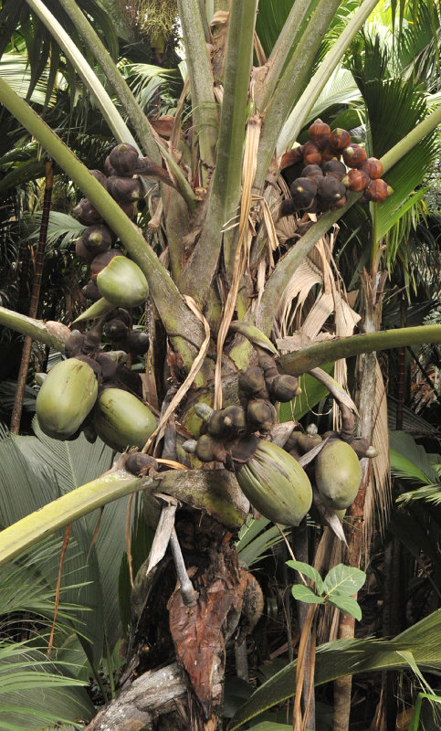 Lodoicea maldivica Female tree with fruits close-up. 