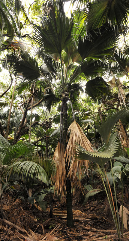 Lodoicea maldivica. Female tree with fruits.