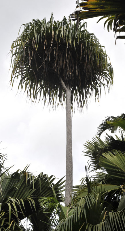 Martellidendron hornei