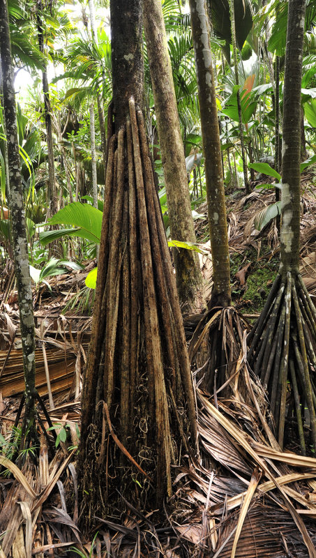 Martellidendron hornei. Roots.