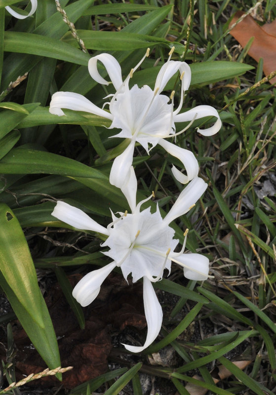 Pancratium zeylanicum. Closer.