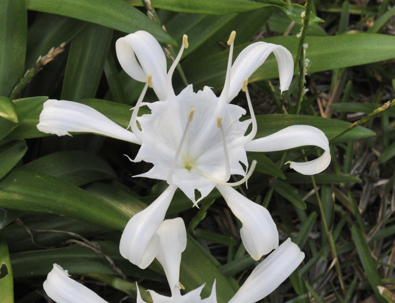 Pancratium zeylanicum. Close-up.