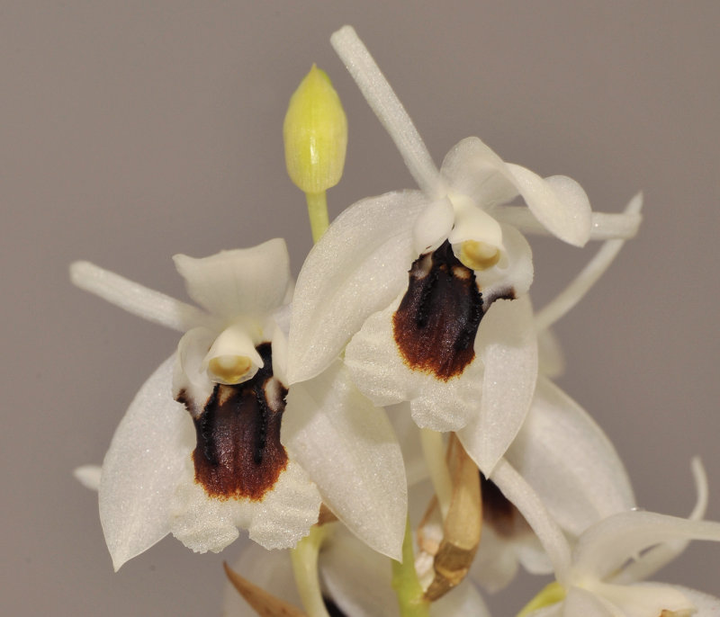 Coelogyne pulchella. Close-up.
