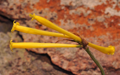 Cyrtanthus sp. Closer.