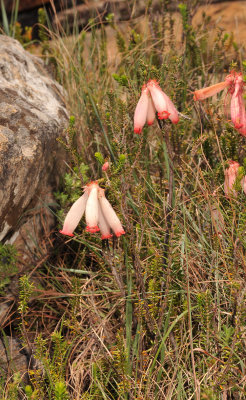 Erica cerinthoides. 