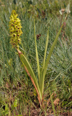 Eulophia foliosa