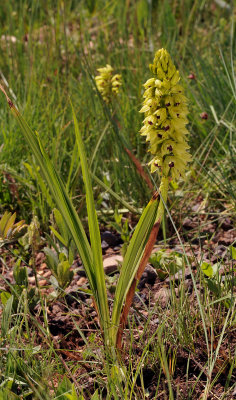 Eulophia foliosa