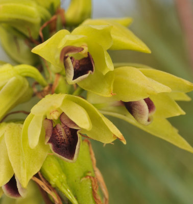 Eulophia foliosa. Close-up.