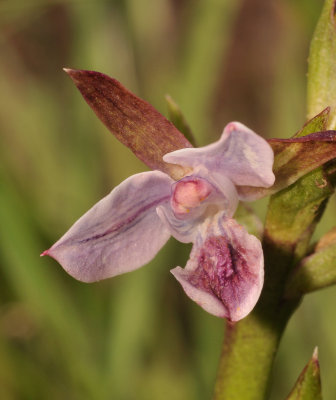 Eulophia hians. Close-up.