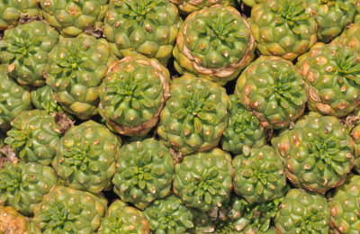 Euphorbia clavaroides var. truncata. Closer.