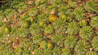 Euphorbia clavaroides var. truncata. With fruits.