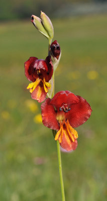 Gladiolus woodii. Close-up.