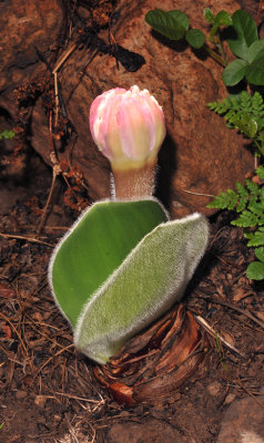 Haemanthus humilis