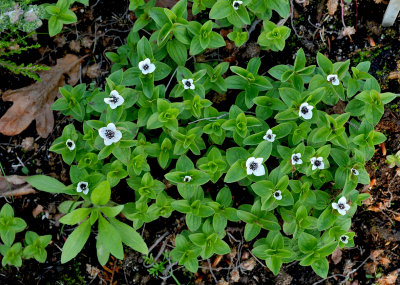 Cornus suecica van dichterbij.