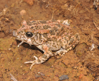 African Toad