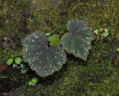 Begonia sp.