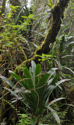 Clivia caulescens. In habitat.